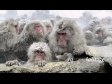 Japanese Snow Monkeys in Hot Springs Pan 2975